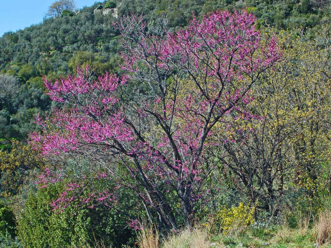 Cercis siliquastrum / Albero di Giuda